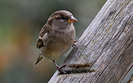 House sparrow (female, Passer domesticus)